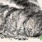 历代名家经典画石皴法的运用图解，太全太详细了！